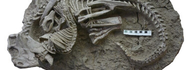 El pez grande no siempre se come al chico: Un fósil muestra cómo unos pequeños mamíferos cazaban dinosaurios 