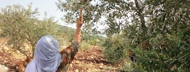 La crisis del aceite de oliva se ha topado con un problema inesperado: el conflicto entre Israel y Palestina 