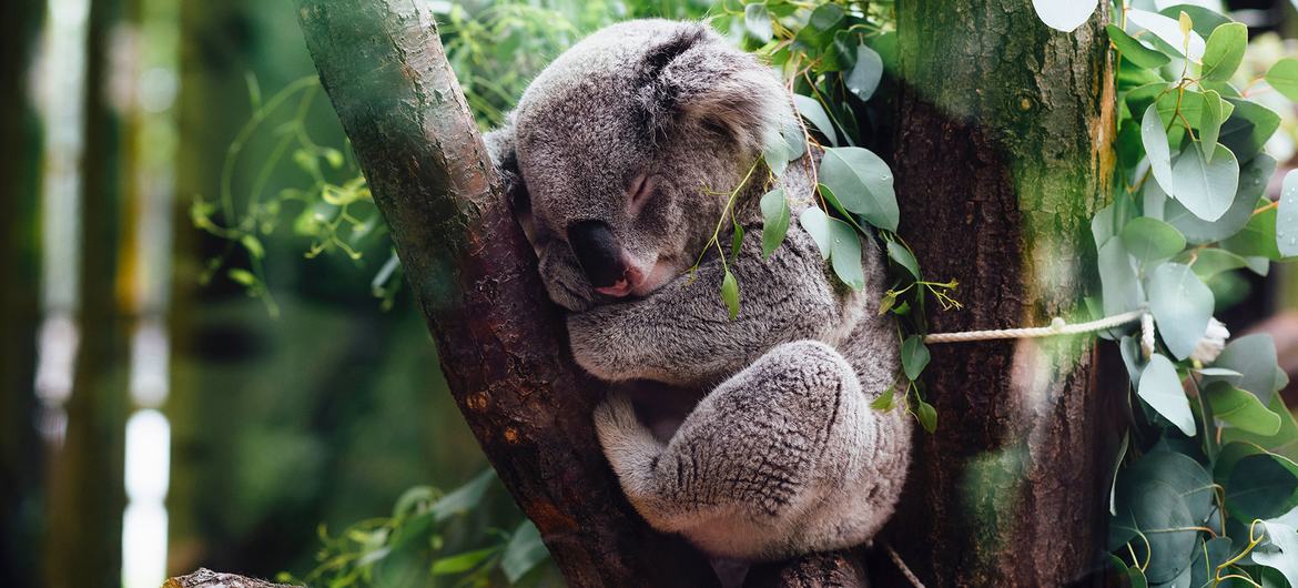 Al comer más de medio kilo de hojas de eucalipto todos los días, los koalas ayudan a controlar el crecimiento de las plantas, equilibran el ecosistema forestal y sustentan la vida forestal de insectos y aves.