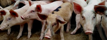 Más cerdos que humanos: cómo Aragón ha terminado teniendo 750 cabezas porcinas por apenas 100 habitantes 