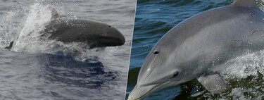 El cruce entre orca negra y delfín existe y se llama balfín