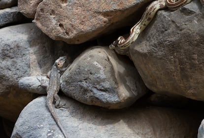 Una culebra real de California acecha un lagarto gigante de Gran Canaria.