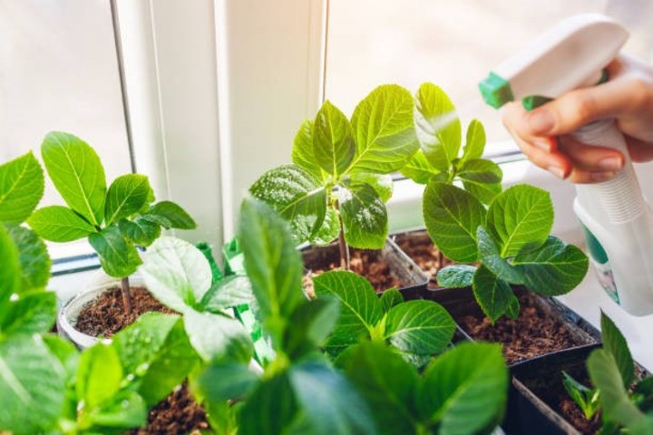 Cortar y cultivar esquejes de forma correcta no lleva mucho tiempo. Foto: iStock.