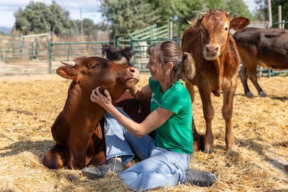 Laura Luengo, presidenta de la Fundación Santuario Vegan, el 15 de julio en la sierra oeste madrileña con dos terneros rescatados.