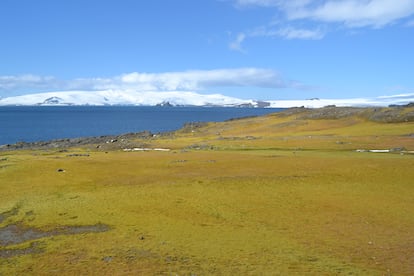 Una extensa zona verde en la isla Barrientos.