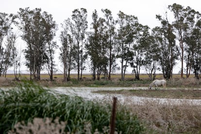 Un caballo, junto a los humedales al sur del Brazo del Este (Utrera, Sevilla). 