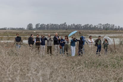 Responsables del proyecto de recuperación de la cerceta pardilla y periodistas, este miércoles en el Brazo del Este (Utrera, Sevilla). 