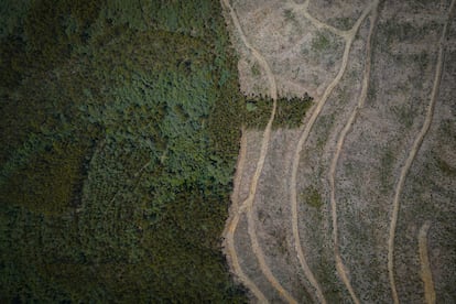 Plantaciones de pinos en el Parque Biológico Serra da Lousa, en Portugal, con laderas desnudas por talas recientes.