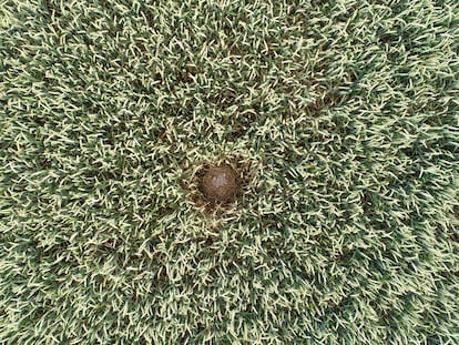 Un nido de aguilucho cenizo localizado con un dron en medio de un campo de cebada en el parque de Loire-Anjou-Turaine (Francia).