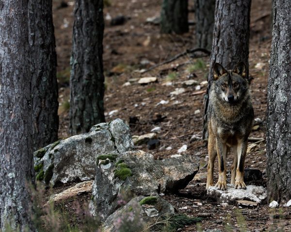 Castilla y León presume del aumento del lobo y reclama su gestión para abrir la vía a cazarlo | Clima y Medio Ambiente