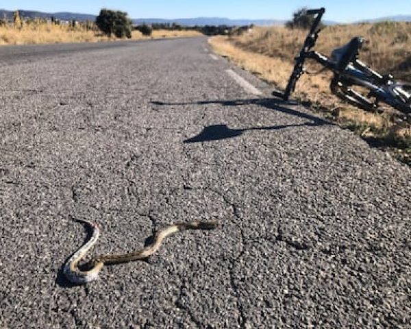 Culebra de escalera atropellada, localizada durante un recorrido en bicicleta en Ávila.