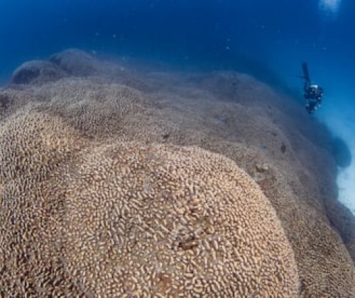 Imagen del coral encontrado en las islas Tres Hermanas, en el suroeste del océano Pacífico.