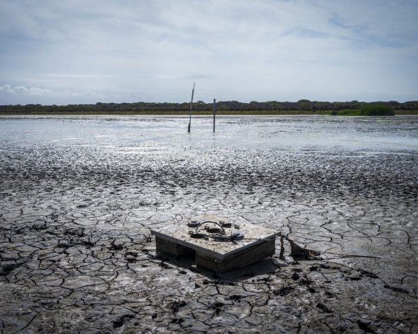 Doñana registró la cifra más baja de aves acuáticas de la historia en enero de 2024 | Clima y Medio Ambiente