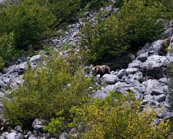 El Gobierno paraliza un parque eólico de Repsol en León por su impacto ambiental en una zona de osos y urogallos | Clima y Medio Ambiente