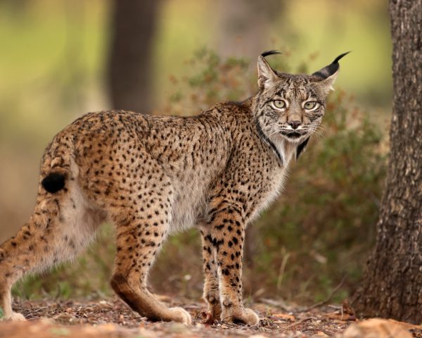 Encuentran a un lince muerto en Madrid por disparos con la cabeza y las patas cortadas | Clima y Medio Ambiente