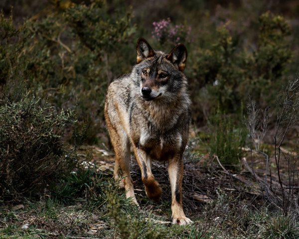 La UE da el primer paso para rebajar la protección del lobo | Clima y Medio Ambiente