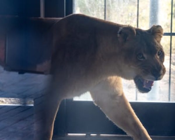 rescate leones francia