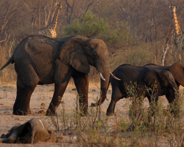 Namibia sacrificará 723 ejemplares de elefantes, cebras y búfalos para alimentar a la población afectada por la sequía | Clima y Medio Ambiente