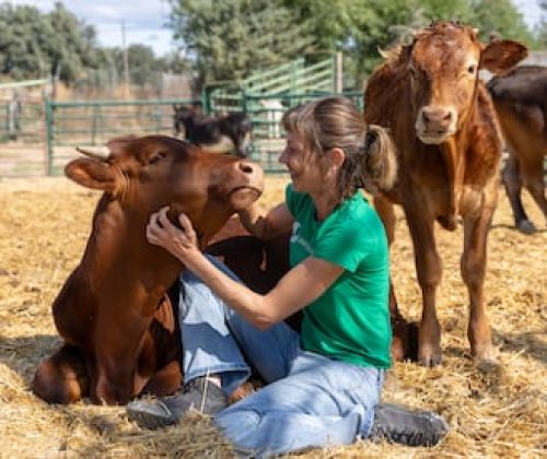 Laura Luengo, presidenta de la Fundación Santuario Vegan, el 15 de julio en la sierra oeste madrileña con dos terneros rescatados.