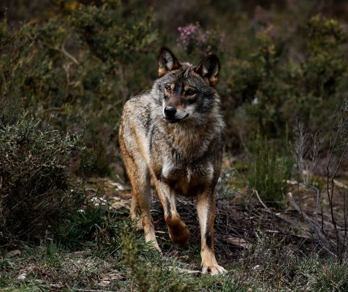 El Congreso vota sobre la protección del lobo, teñido de política y disfrazado por el PP de un problema de desperdicio alimentario | Clima y Medio Ambiente