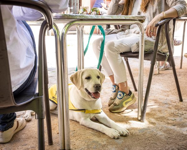 En la piscina o en el súper: los perros de asistencia podrán entrar a todos los lugares de uso público en España | Clima y Medio Ambiente