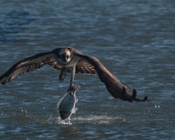 Fotograma del documental en el que un águila pescadora captura una dorada.