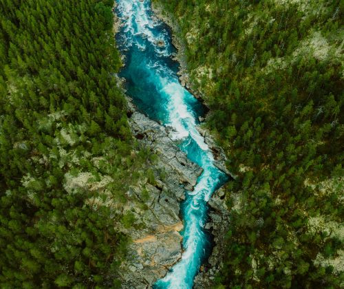 Nuestro futuro depende de restaurar la naturaleza | Clima y Medio Ambiente