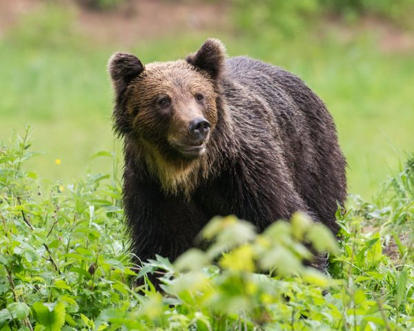 Un oso ataca a una turista septuagenaria española en Rumania | Clima y Medio Ambiente